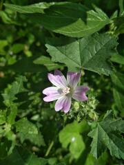 Malva multiflora