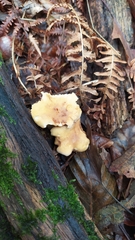 Cantharellus amethysteus