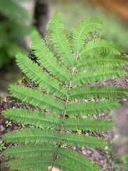 Desmanthus illinoensis