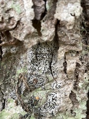 Opegrapha vermicellifera