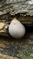 Lycogala flavofuscum