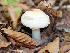 Amanita junquillea