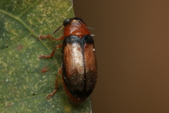 Afrophthalma