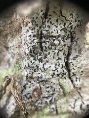 Opegrapha vermicellifera