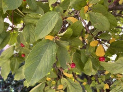 Malus prunifolia