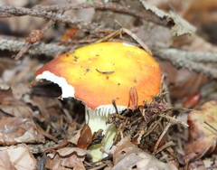 Russula aurea
