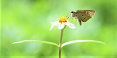 Suastus gremius