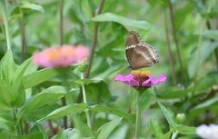 Hypolimnas bolina