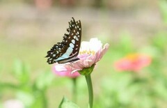 Graphium doson