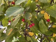 Malus prunifolia