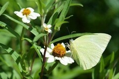 Catopsilia pomona