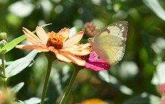 Catopsilia pomona