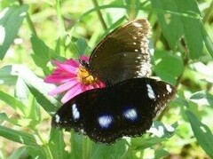 Hypolimnas bolina