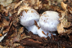 Cortinarius traganus