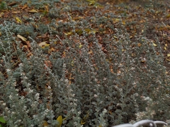 Artemisia austriaca
