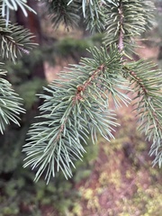 Picea