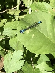 Zoniagrion exclamationis