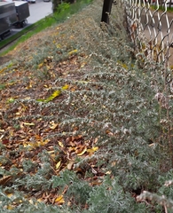 Artemisia austriaca