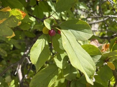 Malus prunifolia