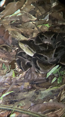 Bothrops asper