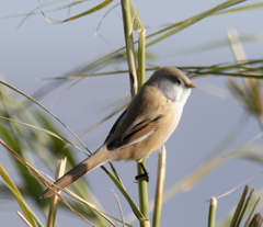 Panurus biarmicus
