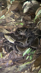 Bothrops asper