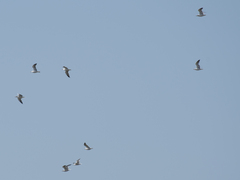 Larus armenicus