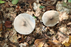Macrolepiota mastoidea
