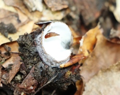 Humaria hemisphaerica