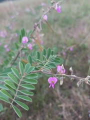 Tephrosia purpurea