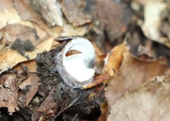 Humaria hemisphaerica