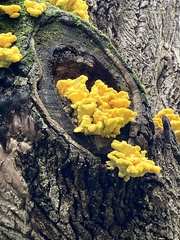 Laetiporus sulphureus