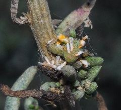 Aecidium suaedae