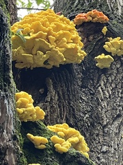 Laetiporus sulphureus