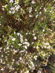 Coleonema pulchellum