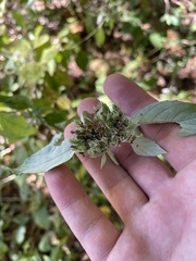 Pycnanthemum