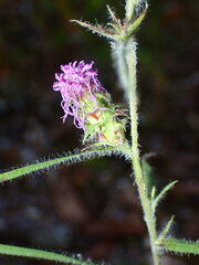 Liatris hirsuta