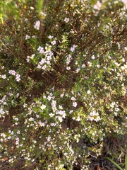 Coleonema pulchellum