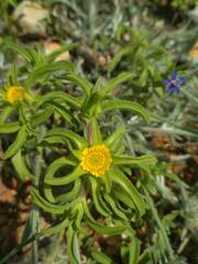 Asteriscus aquaticus