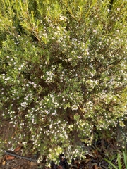 Coleonema pulchellum