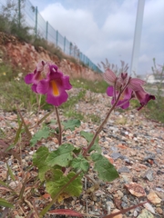 Proboscidea louisianica fragrans