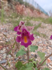 Proboscidea louisianica fragrans