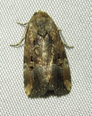 Elaphria chalcedonia