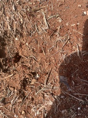 Pogonomyrmex barbatus