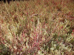 Salicornia decumbens