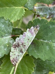 Podosphaera ferruginea