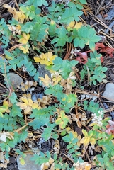 Polemonium californicum