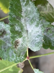 Podosphaera ferruginea