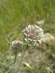 Allium ampeloprasum