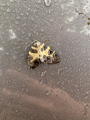 Pantherodes pardalaria